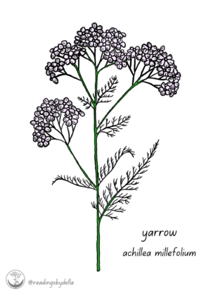 Yarrow print