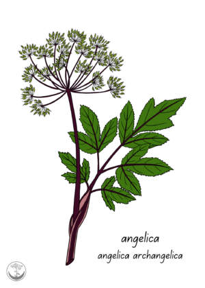 Angelica print