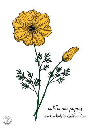 California poppy print
