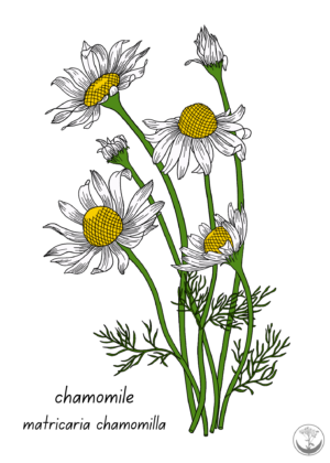 Chamomile print