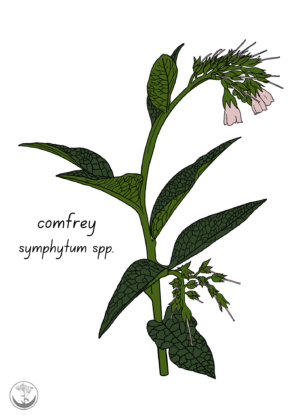 Comfrey print