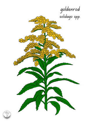Goldenrod print