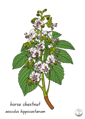 Horse chestnut print