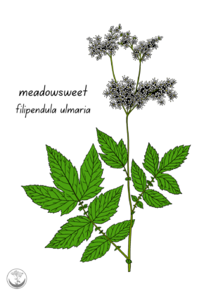 Meadowsweet print