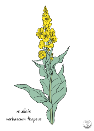 Mullein print