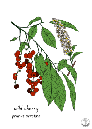 Wild cherry print
