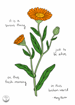 Calendula + quote print