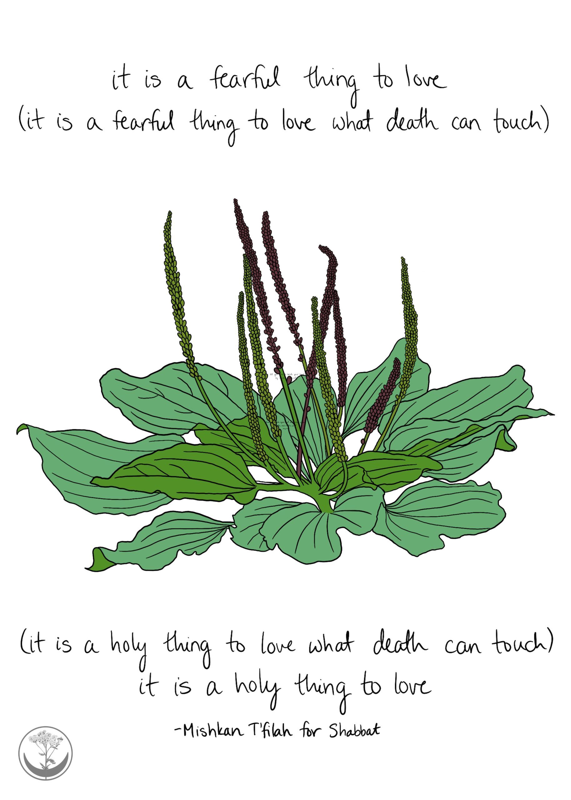 Plantain + quote print